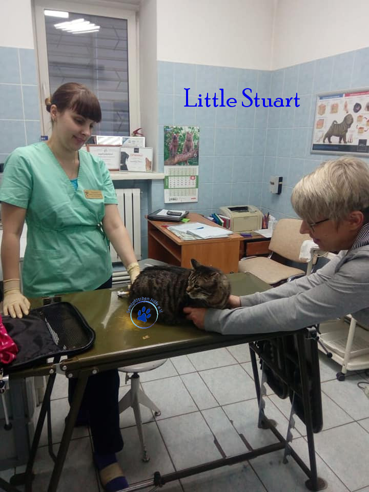 Irina/Katzen/Little Stuart/Little Stuart10mN.jpg